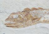 Large Eurypholis Fossil Fish With Shrimp - Lebanon #36948-1